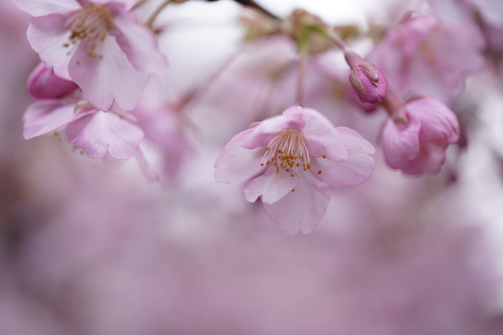桜の季節が近い