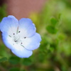ネモフィラ①