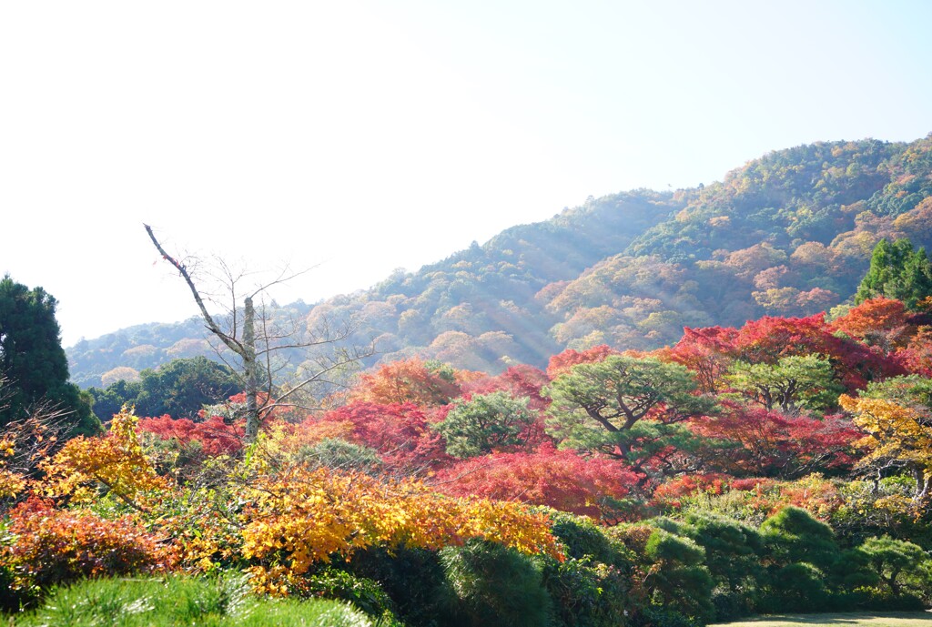 紅葉2024
