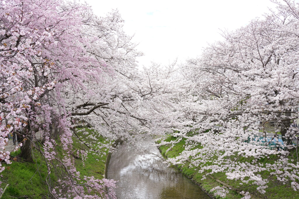 川沿いのサクラ