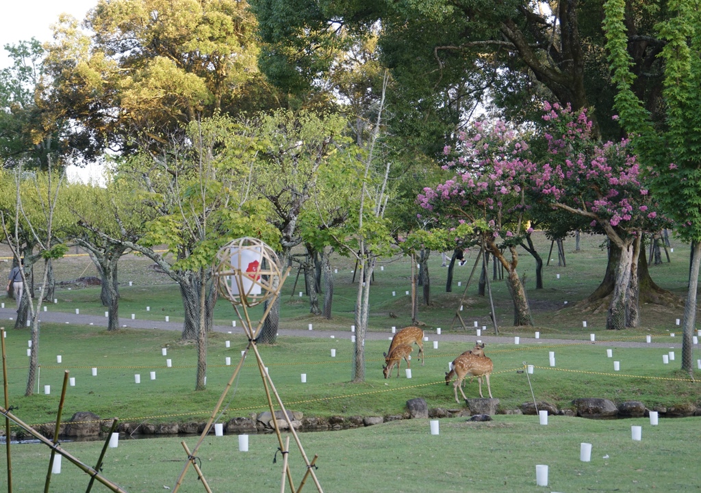 何気に奈良公園と鹿