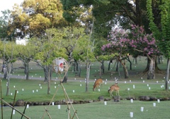 何気に奈良公園と鹿