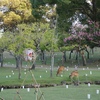 何気に奈良公園と鹿