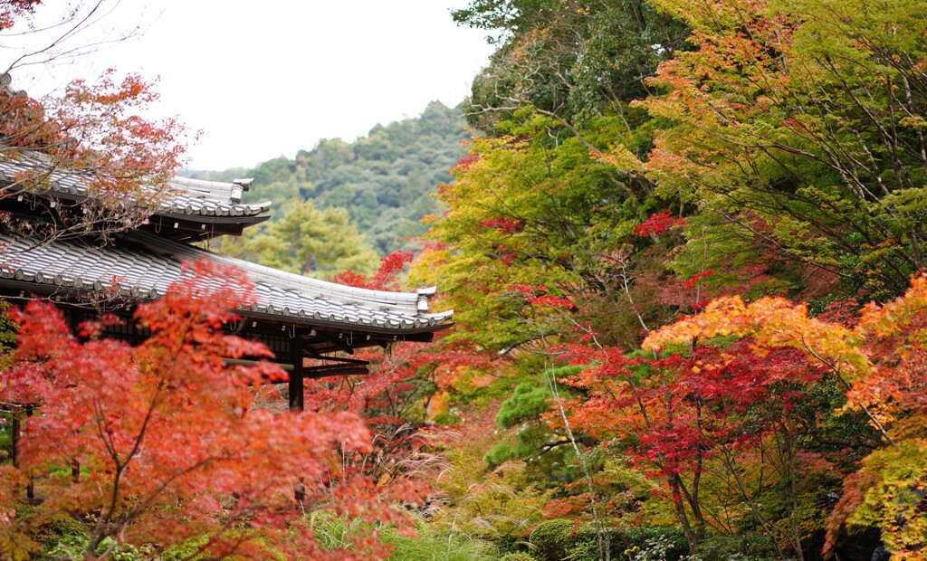 紅葉狩り⑥