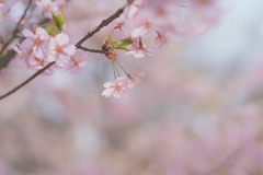 春が来た。②