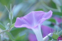 朝顔