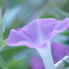 朝顔