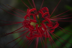 彼岸花①