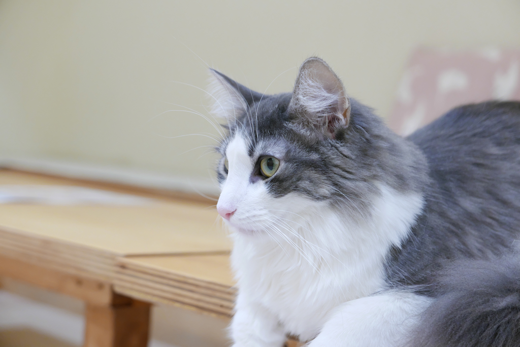 猫の日2022②