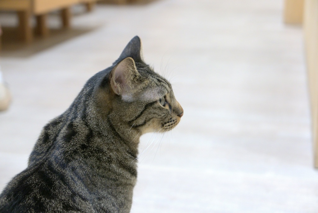 猫の日2022①
