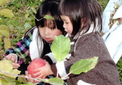 第17回伍和の里フォトコンテスト銀賞　『りんごがとれた』