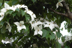 第17回伍和の里フォトコンテスト銅賞　『白くきれいな花』
