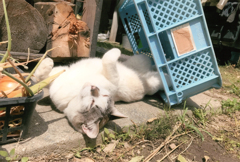 第17回伍和の里フォトコンテスト　『猫を被る』