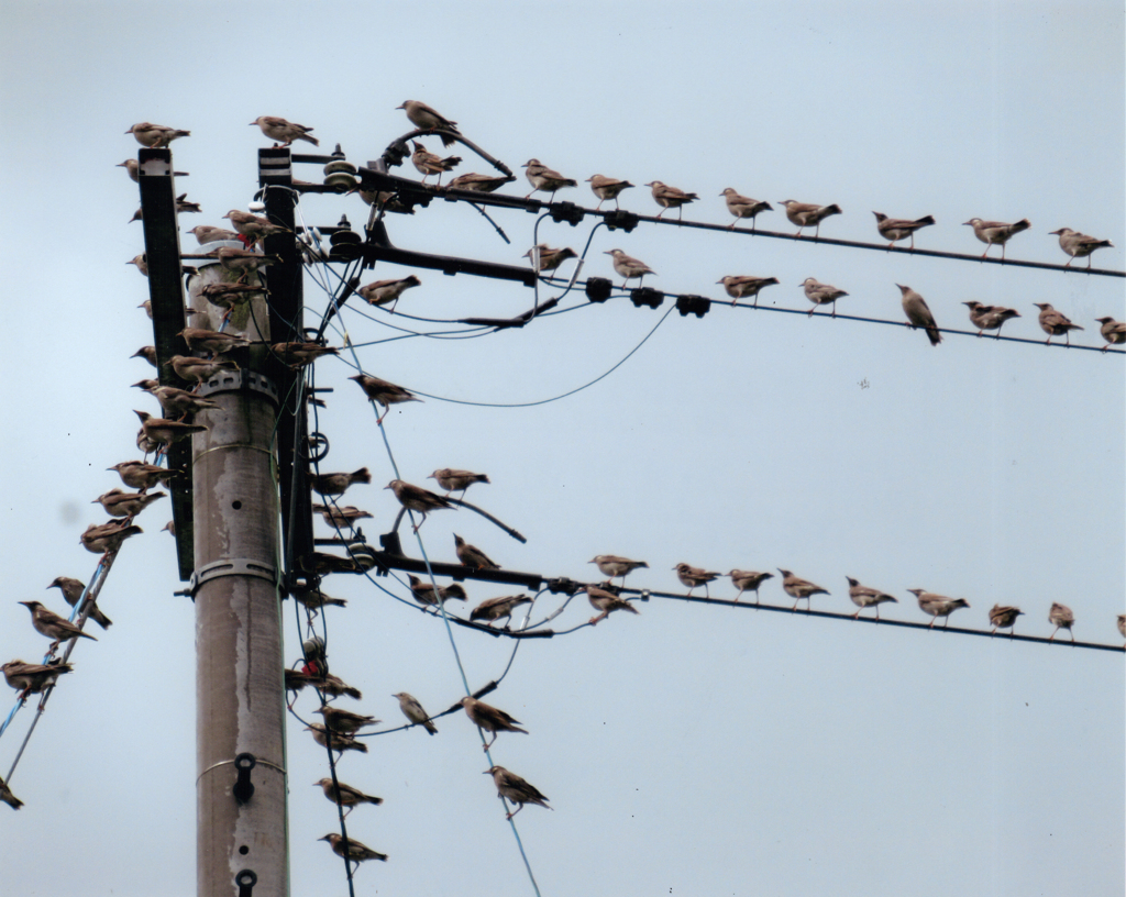 第17回伍和の里フォトコンテスト　『電線に群がる野鳥ムクドリ』