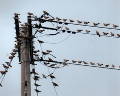 第17回伍和の里フォトコンテスト　『電線に群がる野鳥ムクドリ』
