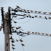 第17回伍和の里フォトコンテスト　『電線に群がる野鳥ムクドリ』
