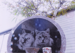 第17回伍和の里フォトコンテスト　『愛猫永遠に』