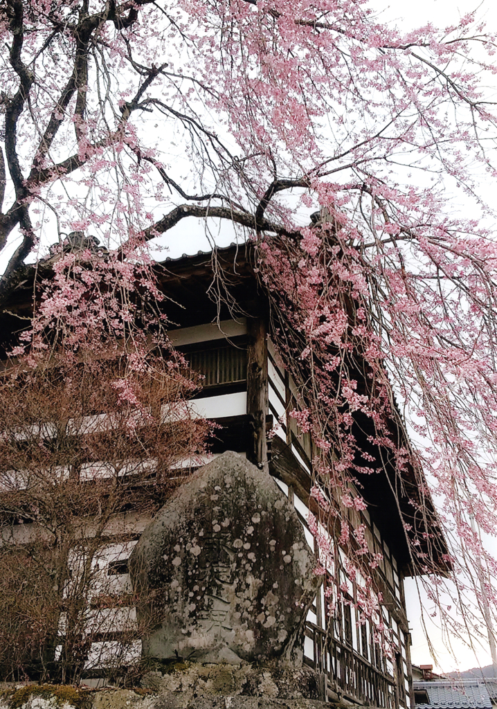 第17回伍和の里フォトコンテスト　『廻り舞台と桜』