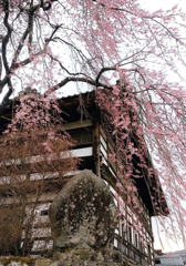 第17回伍和の里フォトコンテスト　『廻り舞台と桜』