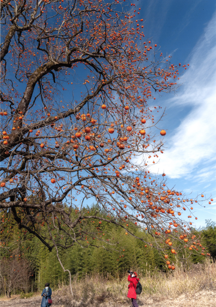 第17回伍和の里フォトコンテスト　『巨木に魅せられて』