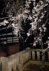 第17回伍和の里フォトコンテスト　『八幡社の夜桜』