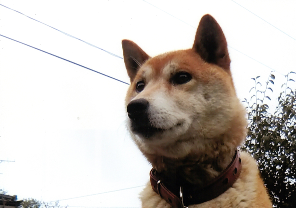 第17回伍和の里フォトコンテスト　『愛犬ミニー』