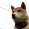 第17回伍和の里フォトコンテスト　『愛犬ミニー』