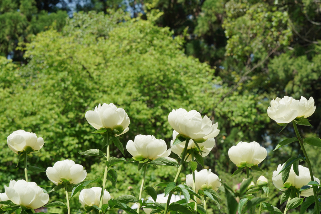 早咲きの芍薬　４