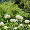 早咲きの芍薬　４