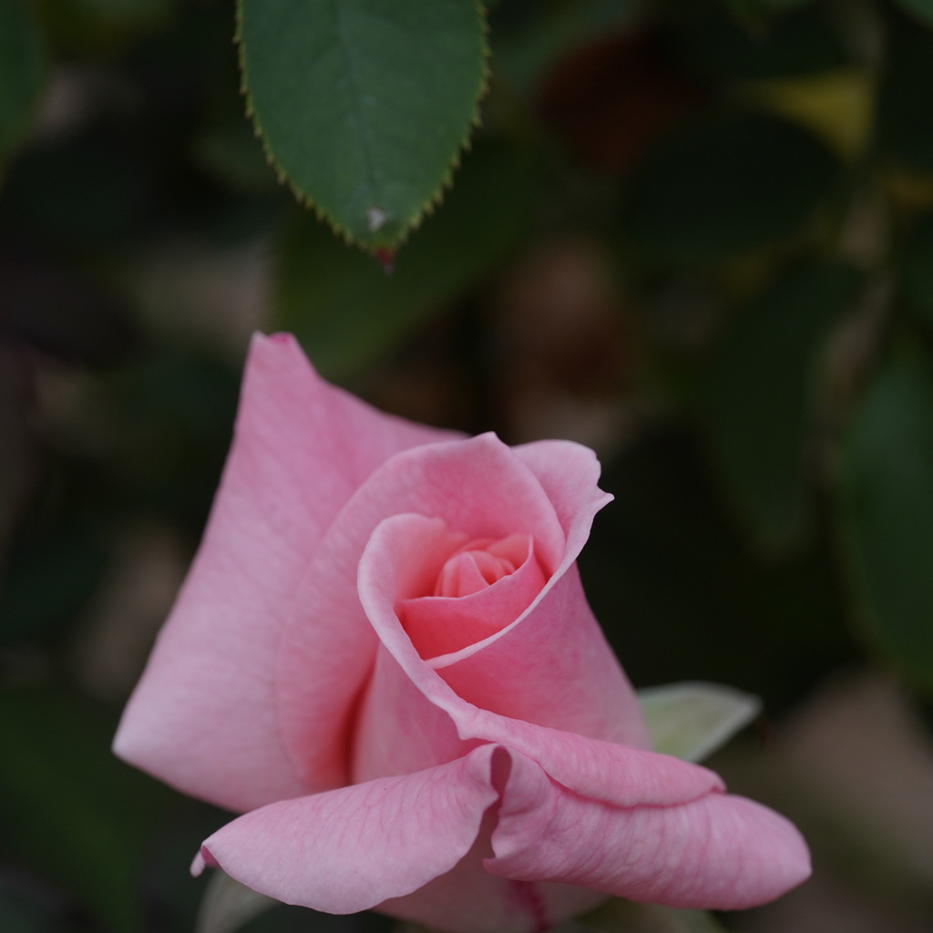 DSC06377-2