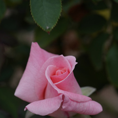 DSC06377-2