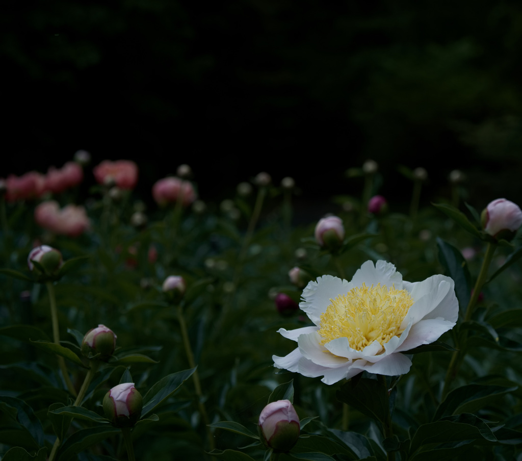 芍薬　3