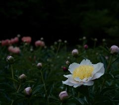 芍薬　3