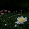 芍薬　3