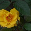 DSC06337-2