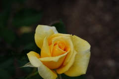 DSC06269