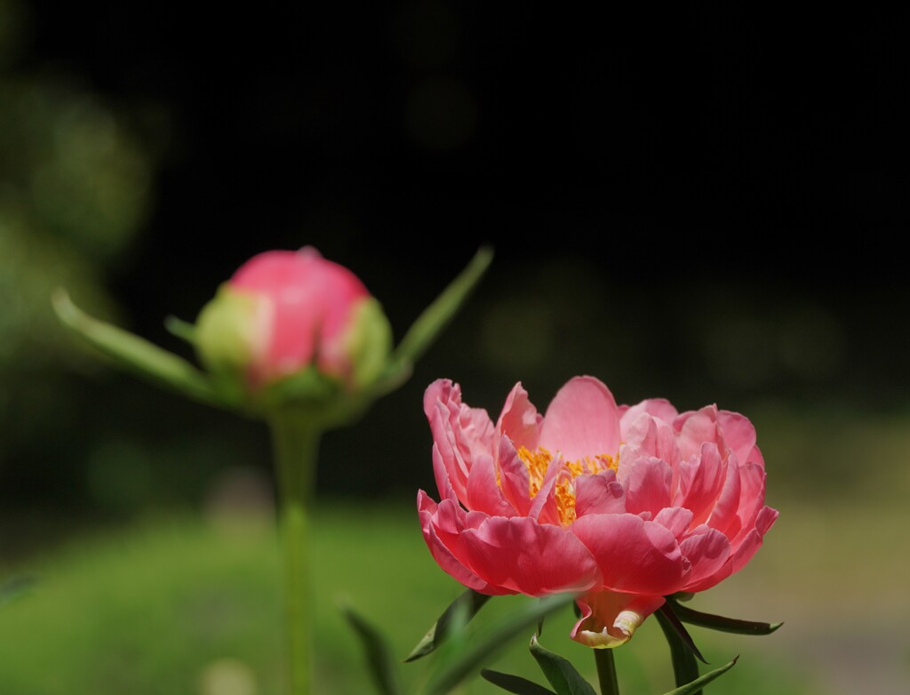 早咲きの芍薬　６
