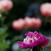 芍薬　１
