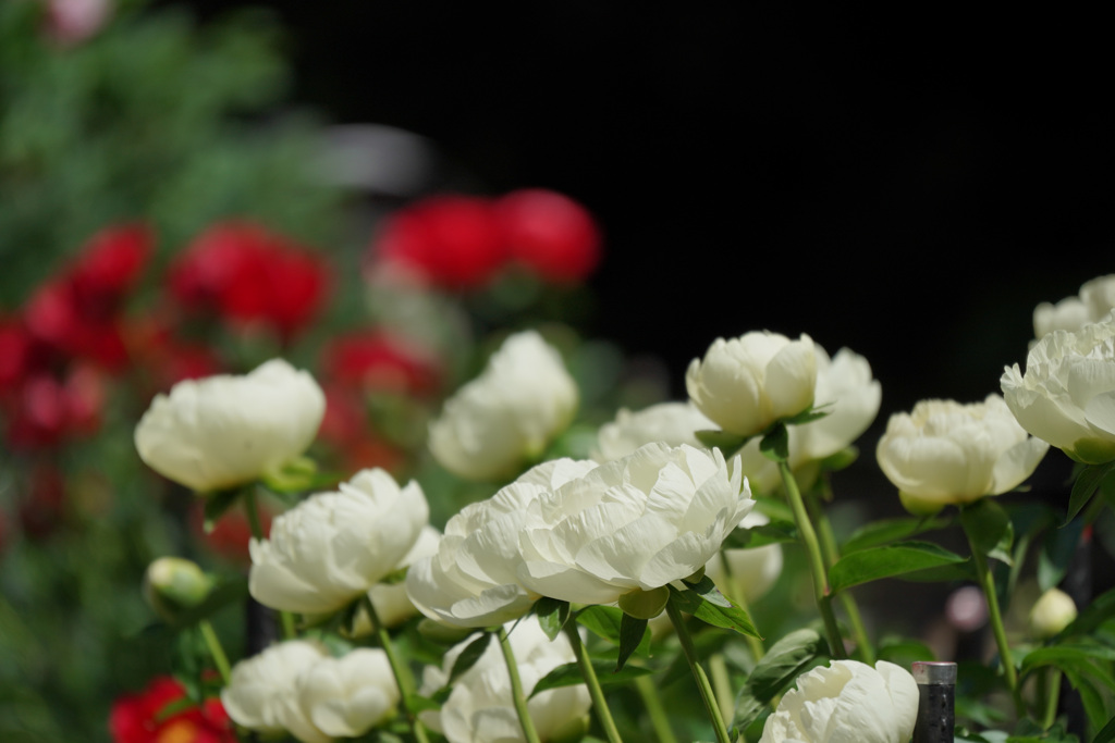 早咲きの芍薬　５