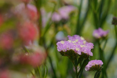 府立植物園にて