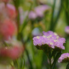 府立植物園にて