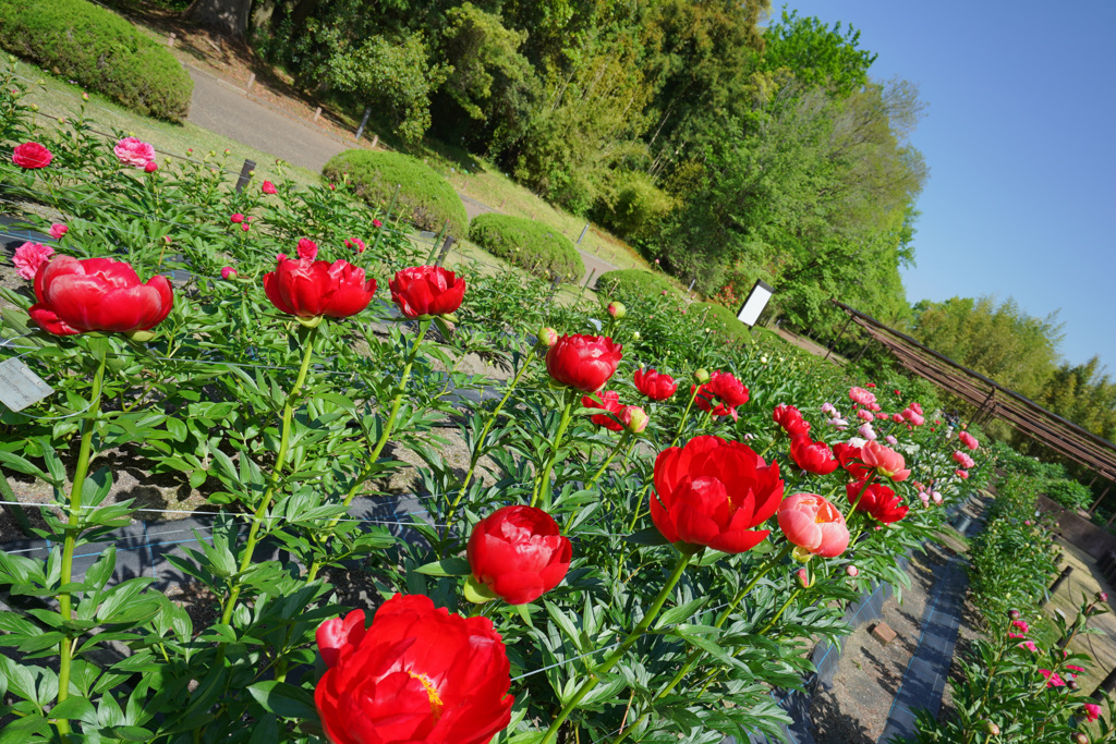 芍薬園の風景　１