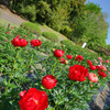 芍薬園の風景　１