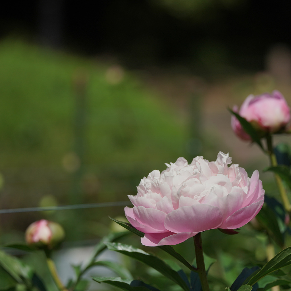 早咲きの芍薬　２