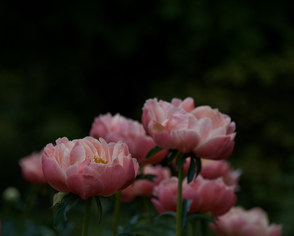 芍薬　4
