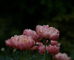 芍薬　4