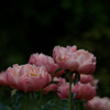 芍薬　4