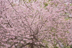 DSC01380-1