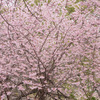 DSC01380-1