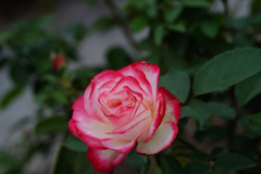 DSC06231-2
